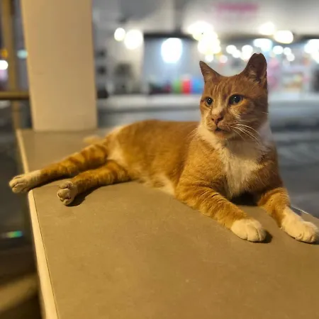 Apartament Royal Seacrest New B G2 Ground Floor Paphos